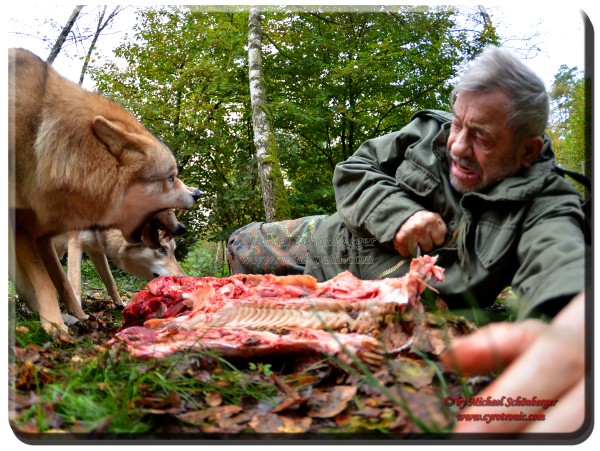 Foto - Mongolische Wölfe - Werner Freund